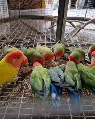 Inseparabili roseicollis