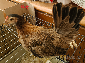 Coppia giovane di Serama