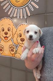 Chihuahua Mix Maschietto