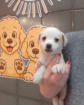 Chihuahua Mix Maschietto