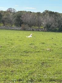 Setter cuccioloni e pronta caccia con pedigree