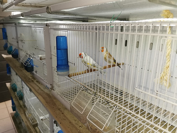 Cardellino mayor opale