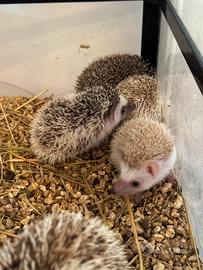 Coppia ricci africani