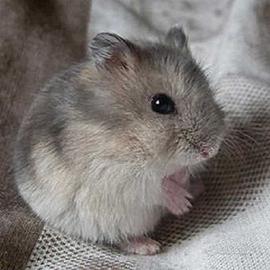 Porcellini d'india giovani cuccioli e cricet.russi