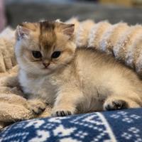 Cuccioli British shorthair Golden