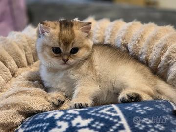 Cuccioli British shorthair Golden