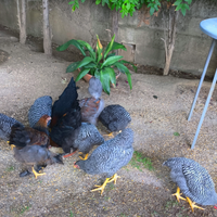Brahma e amrock in coppia