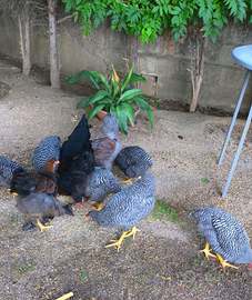 Brahma e amrock in coppia