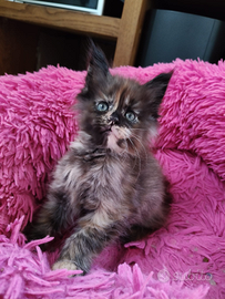 Cucciola di Maine coon pedigree Enfi