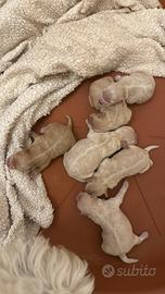 Barboncini nani-toy-e maltipoo disponibili