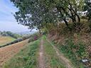 terreno-agricolo-monsampolo-del-tronto