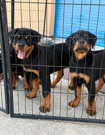 Cuccioli Rottweiler