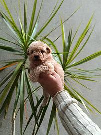 Cuccioli di barboncini toy