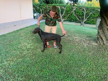 Bracco Italiano