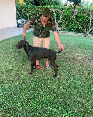 Bracco Italiano