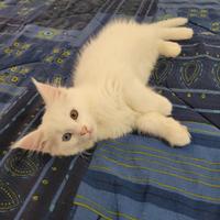 Maine coon