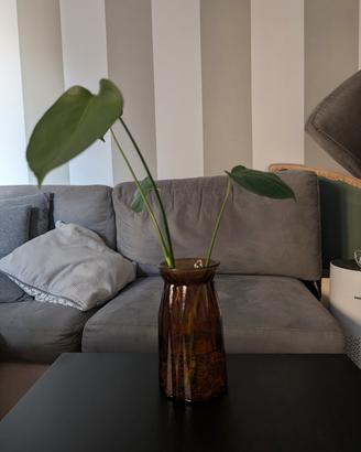 Monstera deliciosa in acqua 