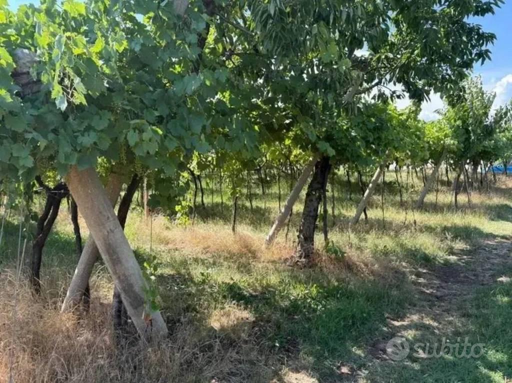 Immobile in asta di 6284 m² a San Giovanni Ilarion - Vista 5