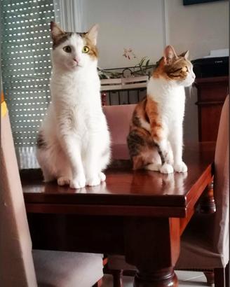 Regalasi gatti
