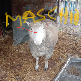 Coppia di pecore razza francese