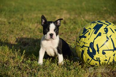 Boston Terrier