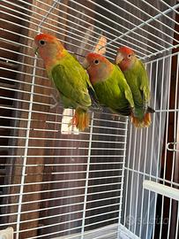 Inseparabili roseicollins