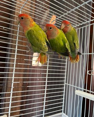 Inseparabili roseicollins