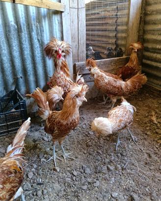 Avicoli ornamentali