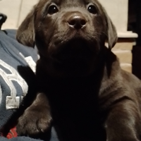 Cuccioli di Labrador Retriever cioccolato