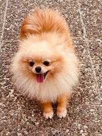 Spiz toy di pomeridiana femmina da borsetta