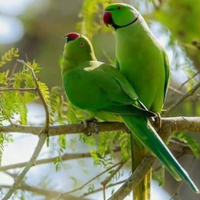 Coppia di Parrocchetti dal Collare
