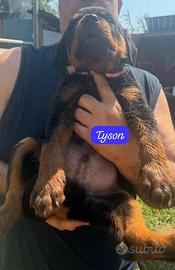 Rottweiler