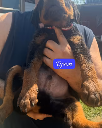 Rottweiler