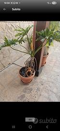 Pianta da interno