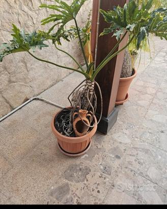 Pianta da interno