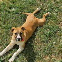 Pitbull femmina buonissima