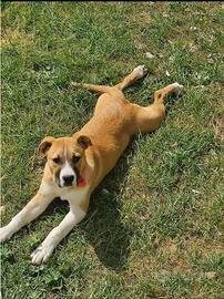 Pitbull femmina buonissima