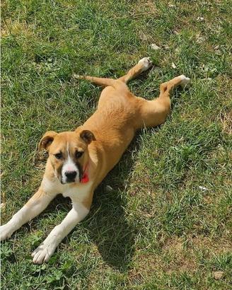 Pitbull femmina buonissima