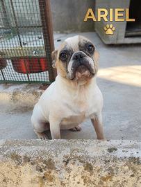 Bulldog francese femmina
