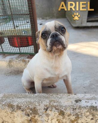 Bulldog francese femmina