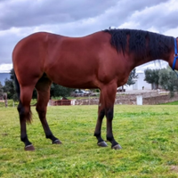 Quarter horse femmina 2019