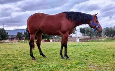 Quarter horse femmina 2019