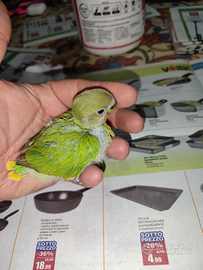 Pulli da imbecco di inseparabili