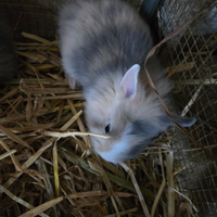 Conigli nani testa di leone