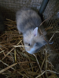 Conigli nani testa di leone