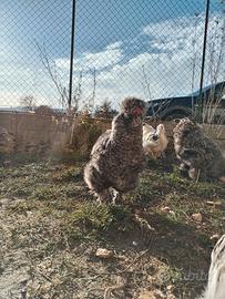 Gallo Moroseta, standard 6 mesi