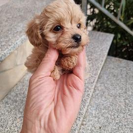 Maltipoo Toy da Barboncino Red e Maltese
