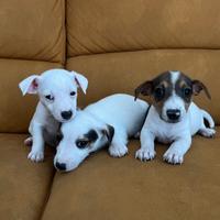 Cuccioli di Jack Russell