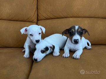 Cuccioli di Jack Russell