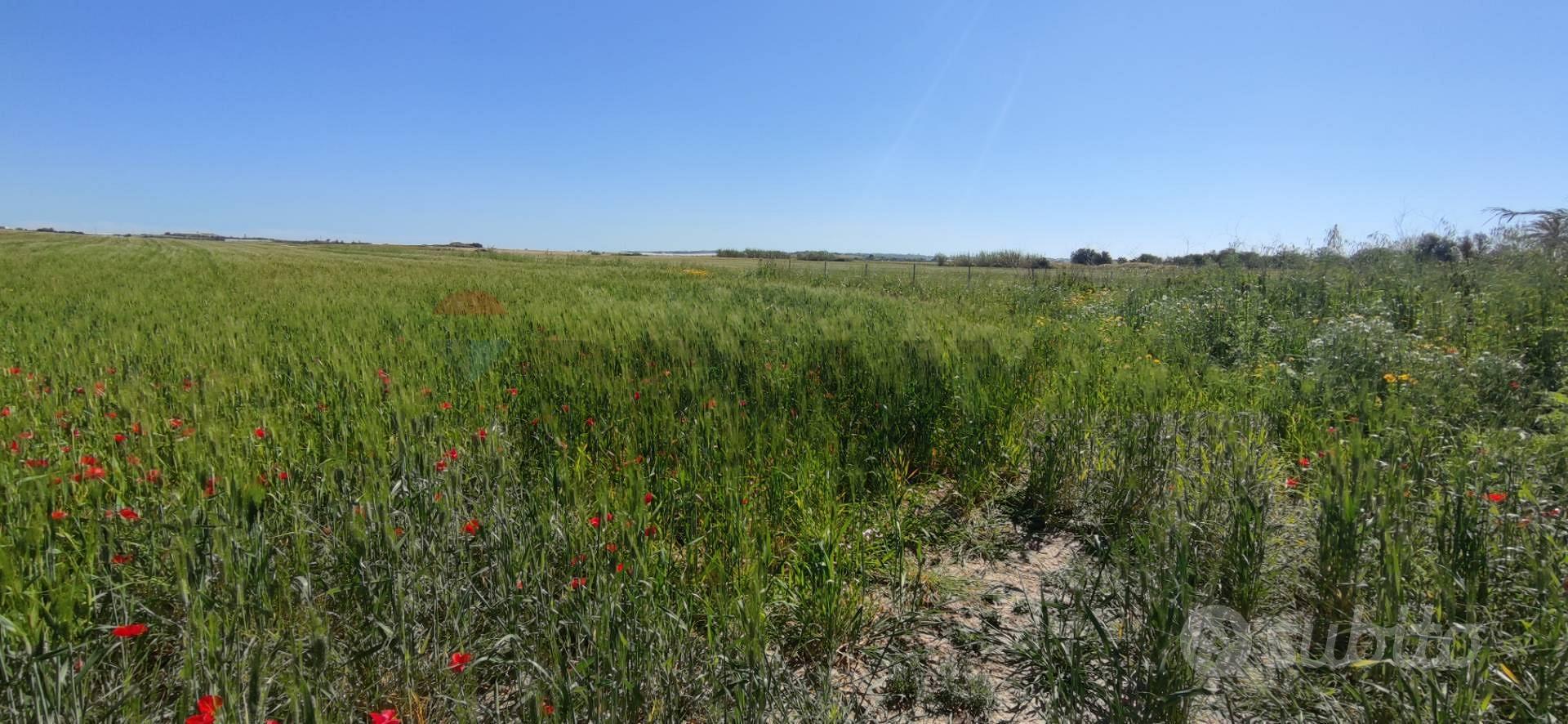 Terreno - Noto - Altro